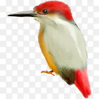 彩绘彩色小鸟啄木鸟