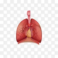 精致卡通肺部血管矢量图
