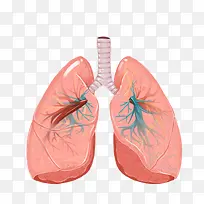 人体器官肺部免抠图