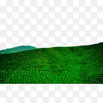 深绿色的稻田