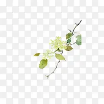 手绘花与枝