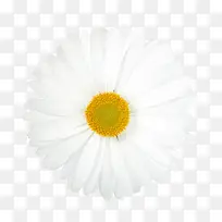 庆典花卉抽象鲜花 白色花朵