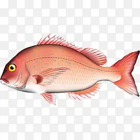 红色海鱼