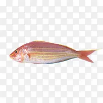 红色海鱼