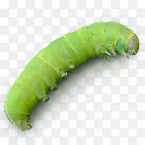 绿色虫子