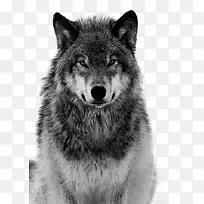 灰色的狼免抠素材