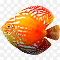 鱼 金鱼 热带鱼