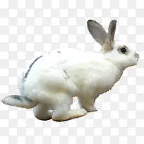 草地奔跑白兔