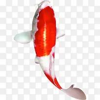 红色斑点鱼样式招聘海报