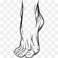 人体脚部素描矢量图片