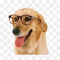 戴眼镜的狗素材