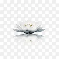 花朵白色花朵倒影装饰