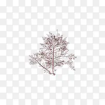 鸡毛菜为藻类植物石花菜科鸡毛菜