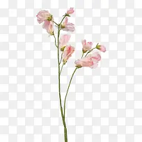 抽象花朵图片绿植花卉 精美花枝