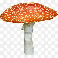 漂亮蘑菇