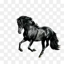 黑色的马