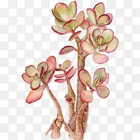 矢量多肉植物