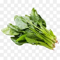 新鲜菠菜