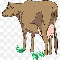 棕色的家禽牛