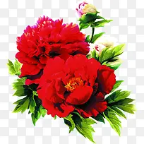 红色鲜花美景装饰花朵