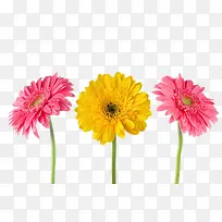 粉色和黄色菊花