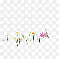白色粉色鲜花绚丽绽放
