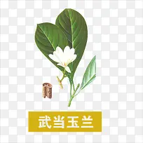 武当玉兰