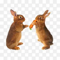 俩只兔子
