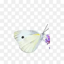 采花蜜的白色蝴蝶