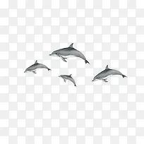 漂浮的海豚