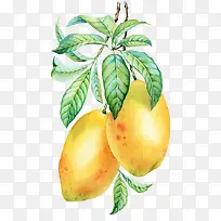 芒果手绘图