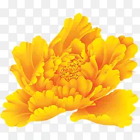 黄色妖艳的牡丹花