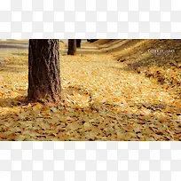 秋日落叶成熟树干