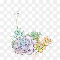彩铅鲜花