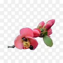 瓢虫海棠花