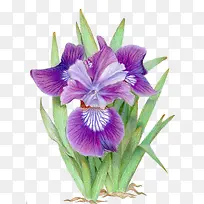 手绘的紫色三色堇