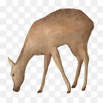 手绘羊