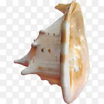 耳朵状海螺