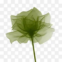 绿色透明花卉