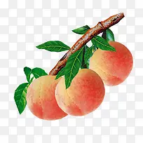 唯美精美水果桃子