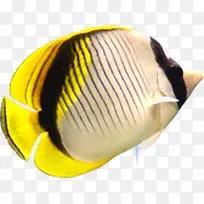 海底生活的黄色小丑鱼