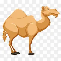 一只骆驼