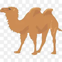 棕色的骆驼