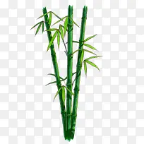 露珠绿叶竹子竹叶漂浮小清新 竹叶
