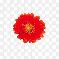 红色菊花