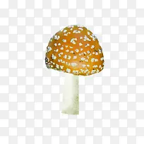 黄色的小蘑菇