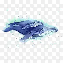 手绘两只蓝色水彩座头鲸插画免抠