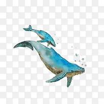 手绘水彩两只蓝色座头鲸插画免抠