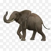 高清大象唯美图片