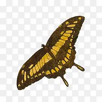 复古蝴蝶标本